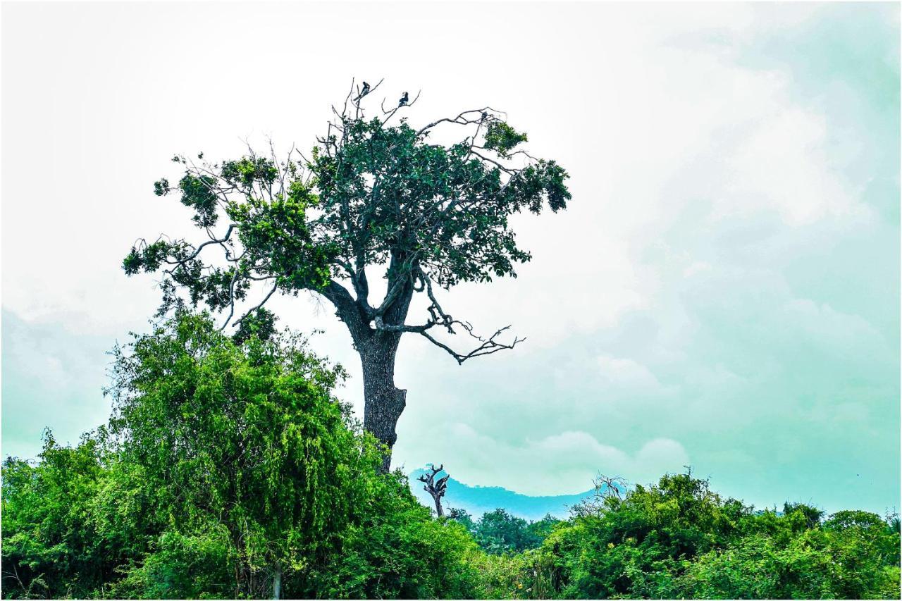 Yala Peace Cottages ทิซซามาฮารามา ภายนอก รูปภาพ