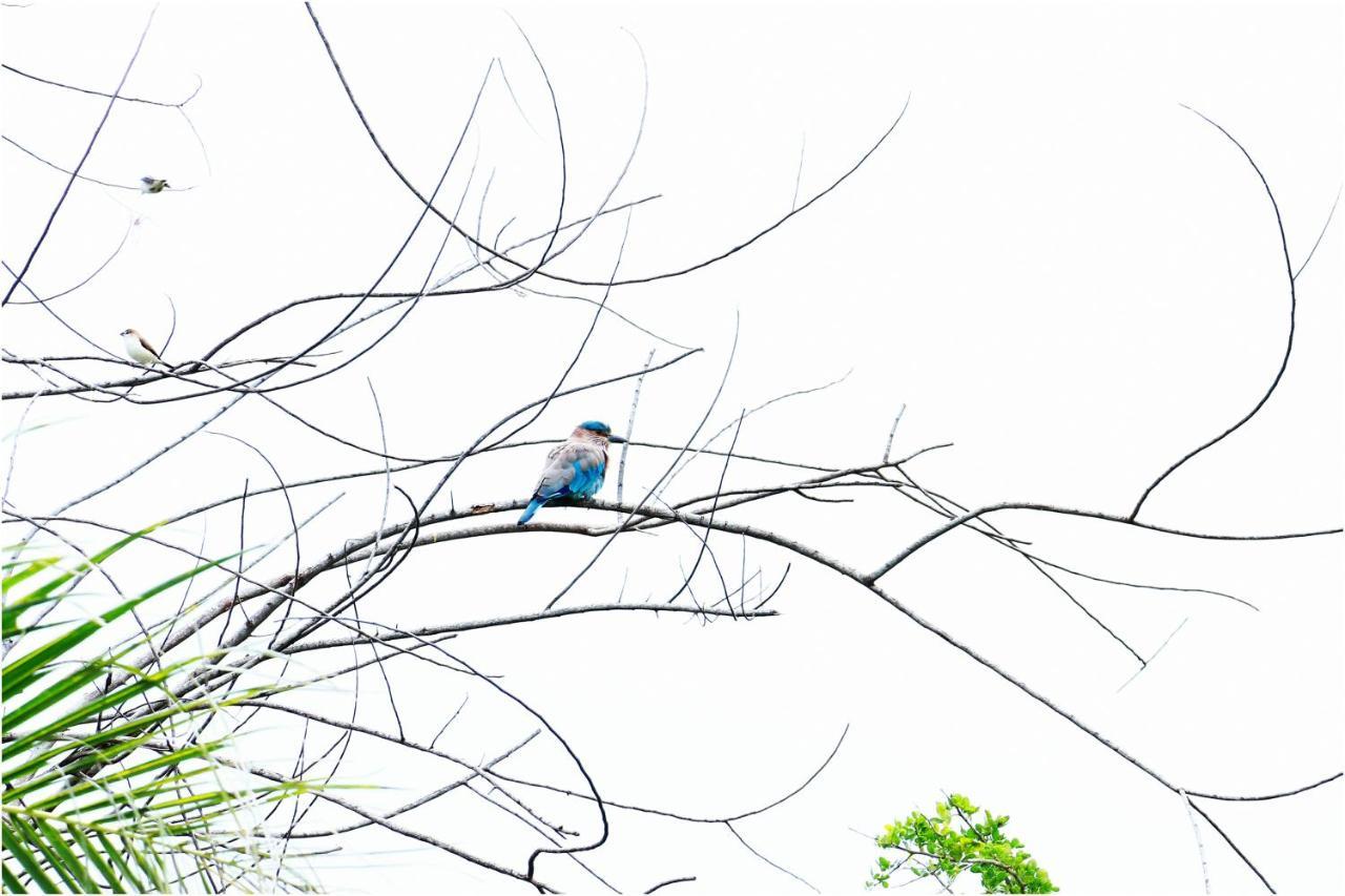 Yala Peace Cottages ทิซซามาฮารามา ภายนอก รูปภาพ