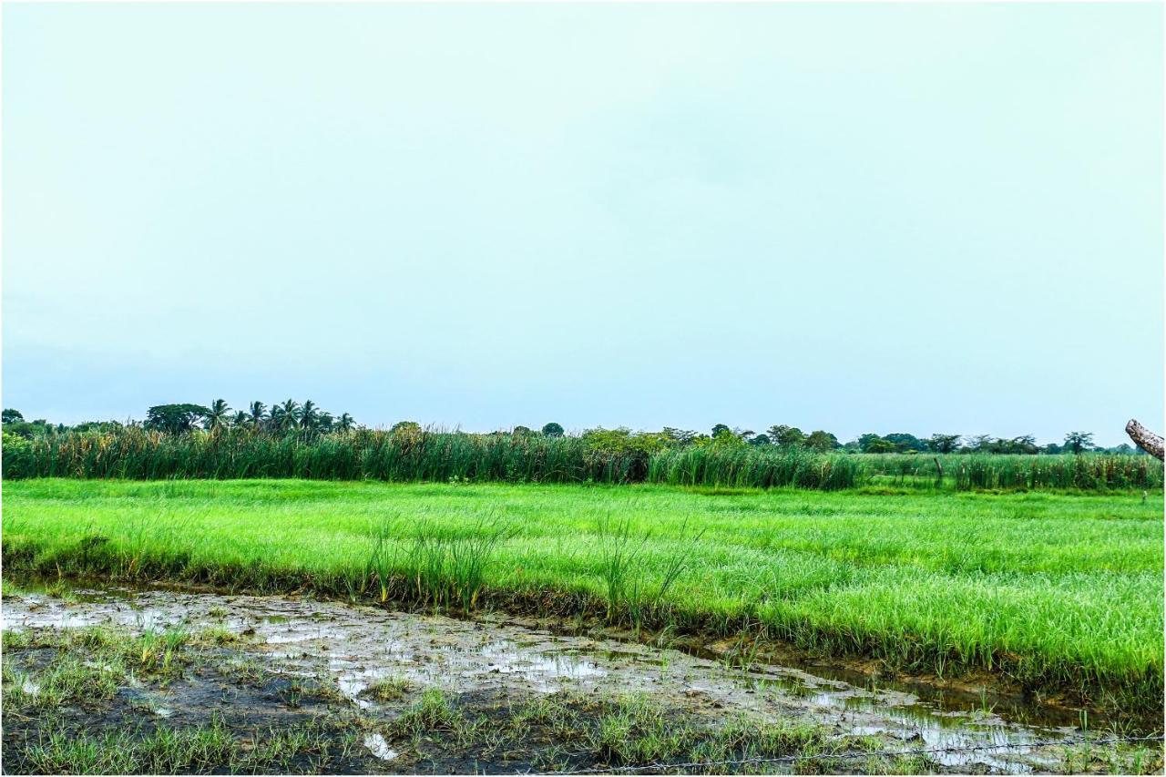 Yala Peace Cottages ทิซซามาฮารามา ภายนอก รูปภาพ